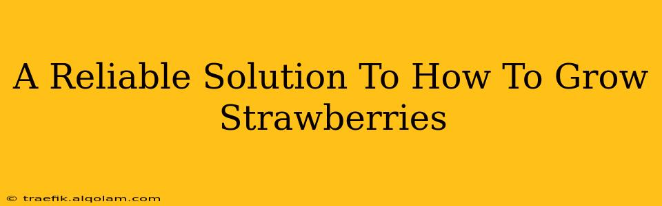 A Reliable Solution To How To Grow Strawberries