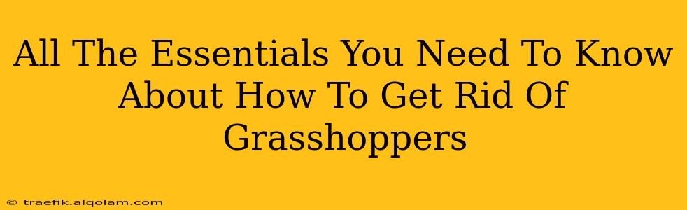 All The Essentials You Need To Know About How To Get Rid Of Grasshoppers