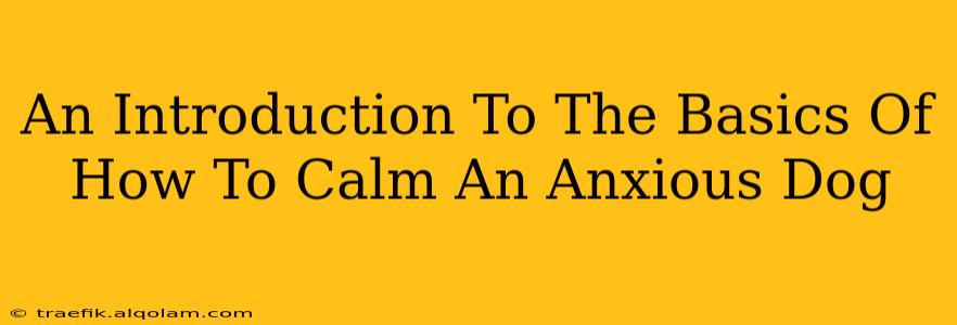 An Introduction To The Basics Of How To Calm An Anxious Dog