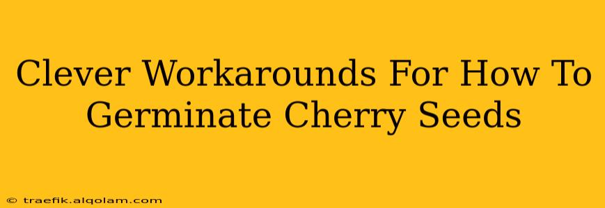 Clever Workarounds For How To Germinate Cherry Seeds