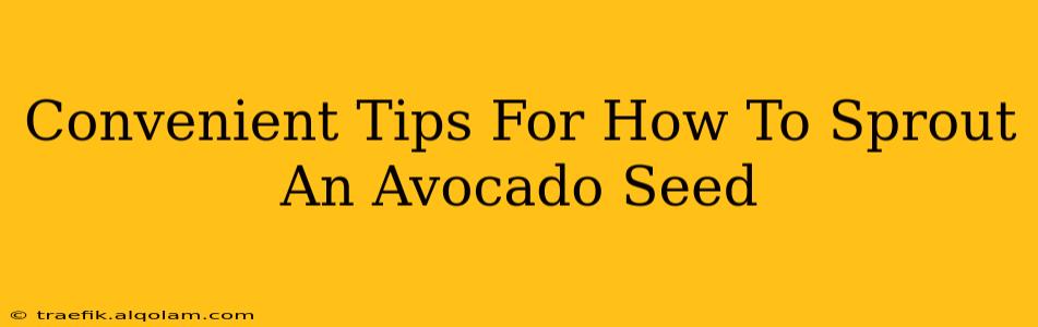 Convenient Tips For How To Sprout An Avocado Seed