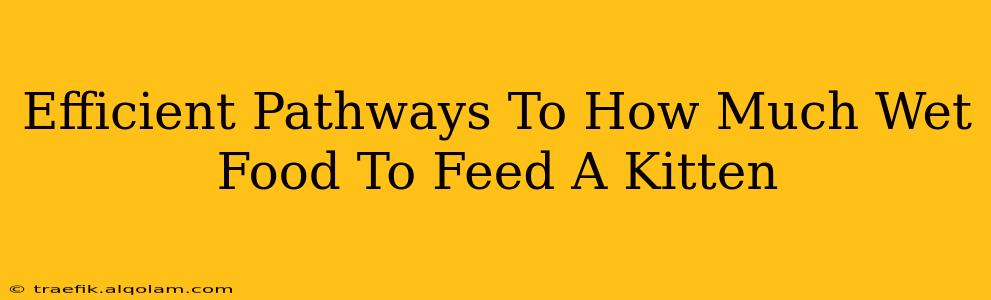 Efficient Pathways To How Much Wet Food To Feed A Kitten