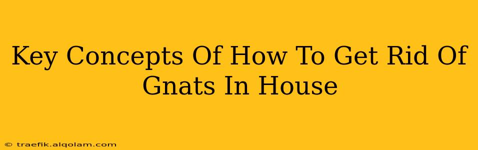 Key Concepts Of How To Get Rid Of Gnats In House