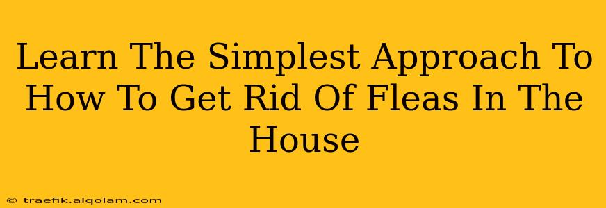 Learn The Simplest Approach To How To Get Rid Of Fleas In The House