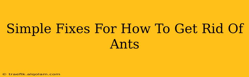 Simple Fixes For How To Get Rid Of Ants