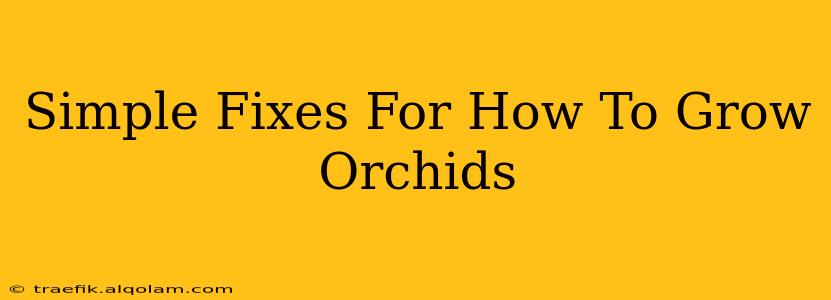 Simple Fixes For How To Grow Orchids