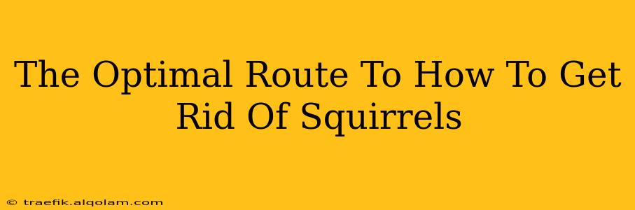 The Optimal Route To How To Get Rid Of Squirrels