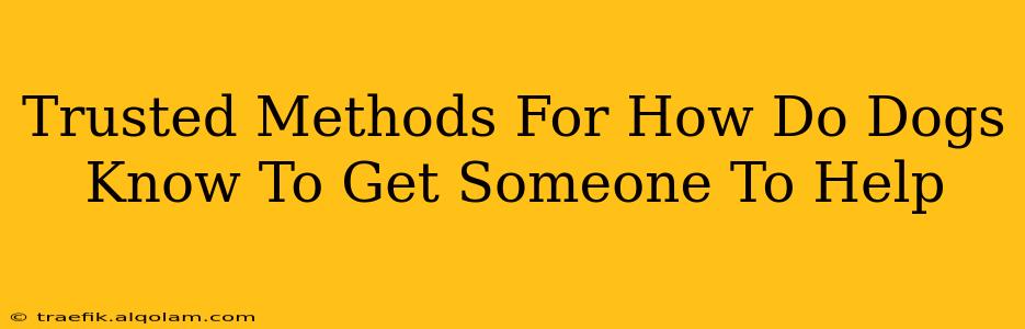 Trusted Methods For How Do Dogs Know To Get Someone To Help